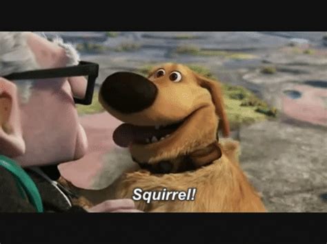 up squirrel gif|dug up squirrel gifs.